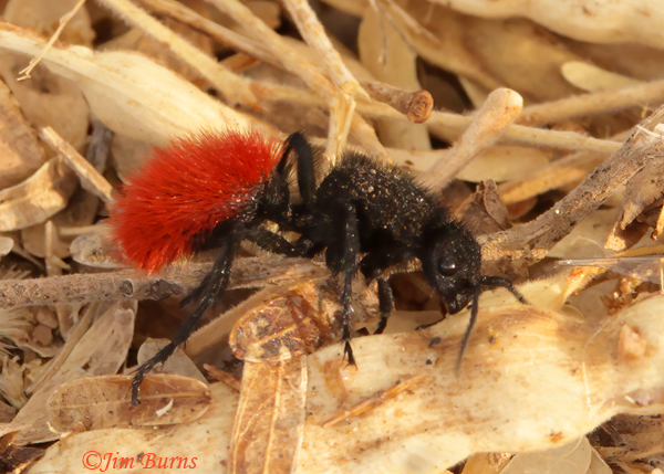 Red Velvet Ant (Dasymutilla magnifica), Salt River, Arizona--8912 