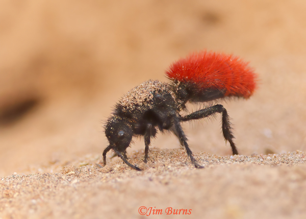 Red Velvet Ant (Dasymutilla magnifica), Salt River, Arizona--9015