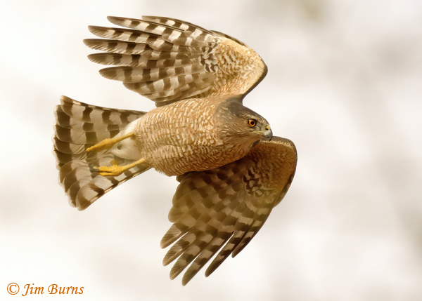 Cooper's Hawk adult flight close-up--3910
