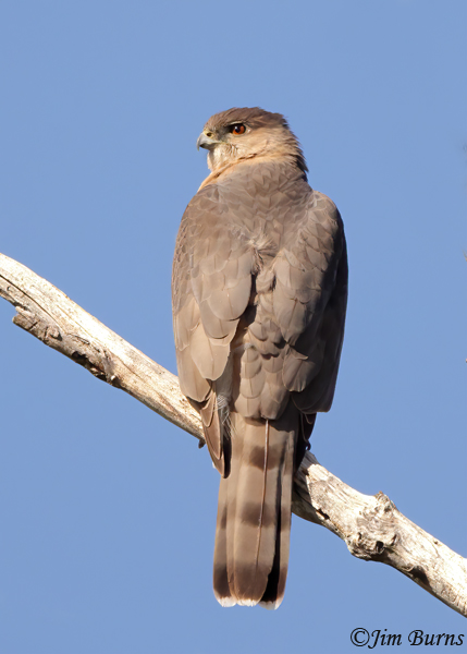 Cooper's Hawk adult dorsal view--4672
