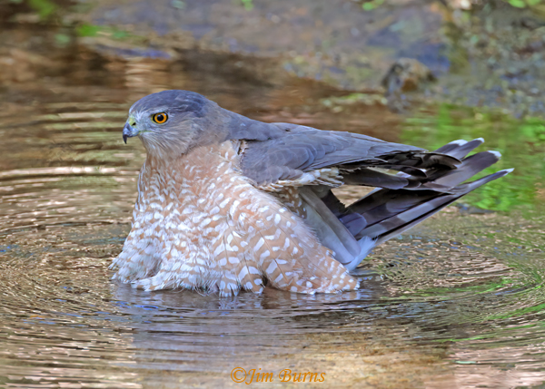 Cooper's Hawk adult bathing #1--5851