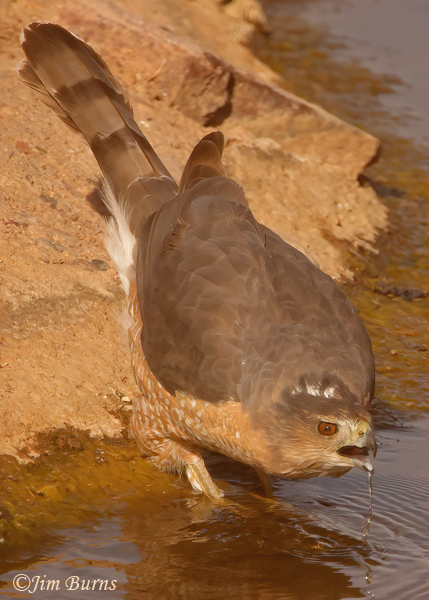 Cooper's Hawk adult drinking at waterhole #2--7970