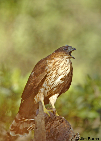Cooper's Hawk juvenile with Mexican Jay