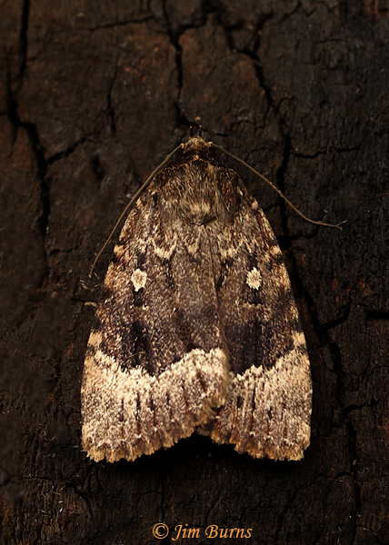 Copper Underwing Moth, Arizona--9099