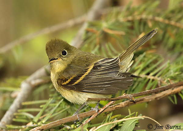 Cordilleran juvenile, late August showing yellow throat and buffy wingbars--5805
