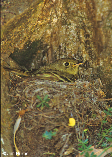 Cordilleran Flycatcher female on nest