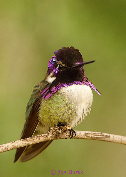 Costa's Hummingbird male displaying gorget #2--9740