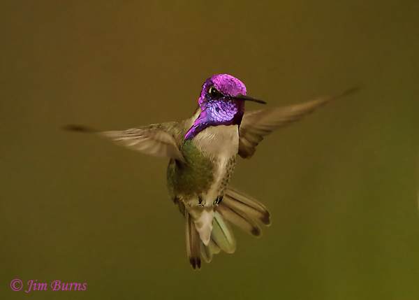 Costa's Hummingbird male in flight--9827
