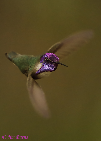 Costa's Hummingbird male banking--9829