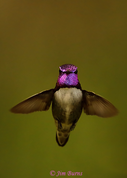 Costa's Hummingbird head shot--9854