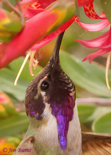 Costa's Hummingbird male in Soapberry #2--5016