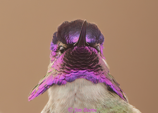 Costa's Hummingbird male, the color of purple #2--5106