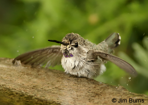 Costa's Hummingbird immature male bathing sequence #2