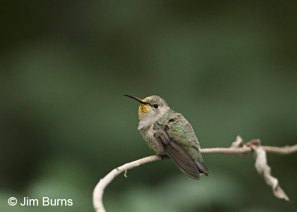 Costa's Hummingbird female pollenated
