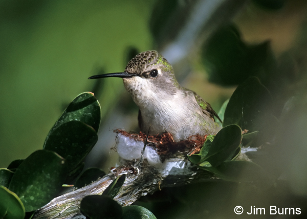 Costa's Hummingbird female on nest