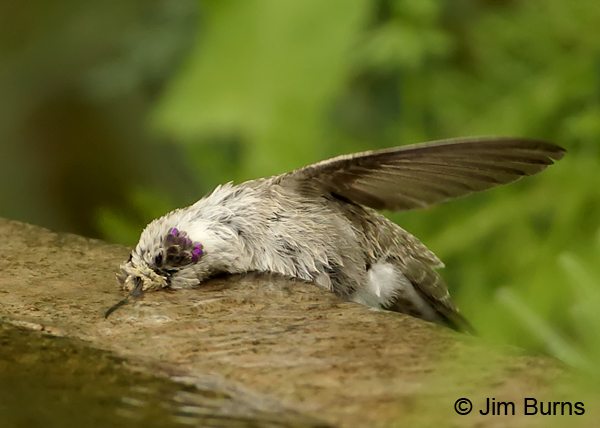 Costa's Hummingbird immature male bathing sequence #1