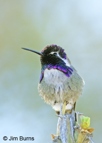 Costa's Hummingbird male on snag