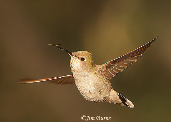 Costa's x Anna's Hummingbird hybrid female--9529