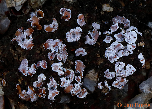 Cryptobiotic Crust (Cyanobacteria) with pink lichens, Arizona--0033