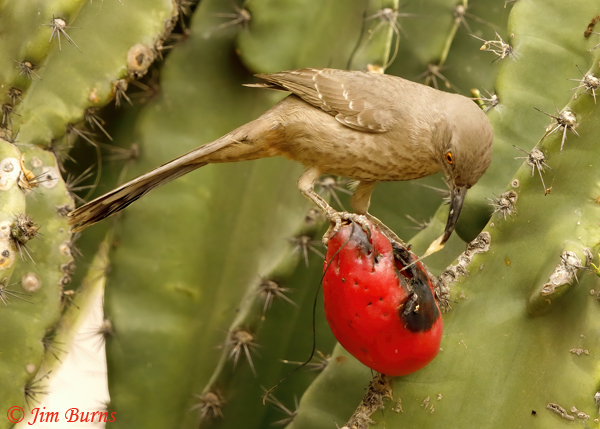 Curve-billed Thrasher on Night-blooming Cereus--3409