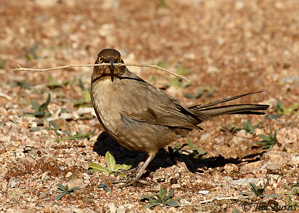 Curve-billed Thrasher with nesting material--7239