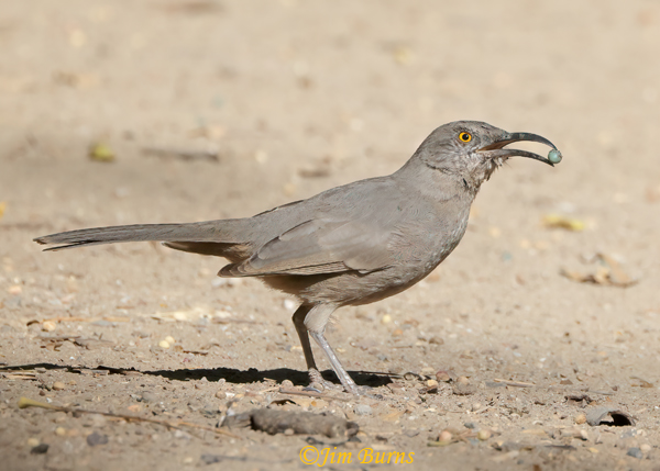 Curve-billed Thrasher with Pistache berry--7584