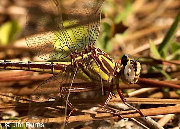 Cypress Clubtail female showing double cell row in trigonal interspace and concave occiput, Alachua Co., FL, March 2017