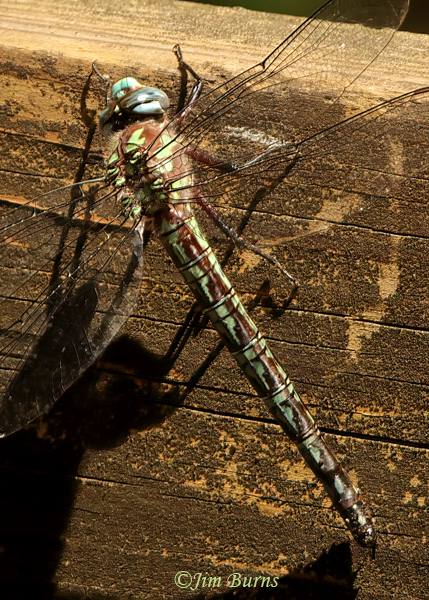 Cyrano Darner female, Dorchester Co., SC, April 2025--8431