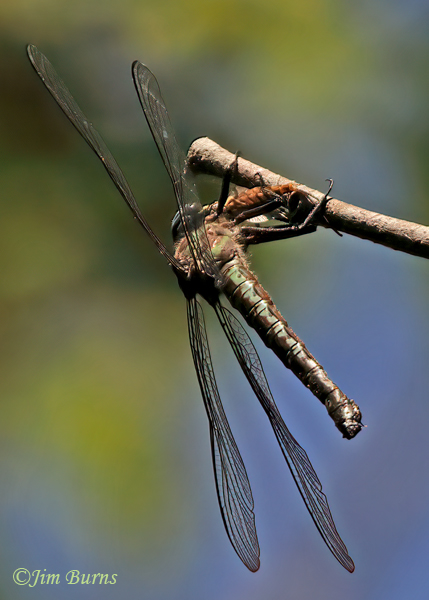 Cyrano Darner female with Mayfly, Dorchester Co., SC, April 2025--8438
