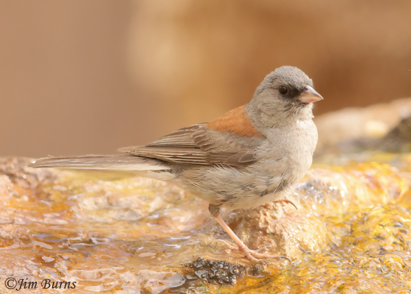 Dark-eyed Junco adult red-backed form (note the bicolored bill)--4999