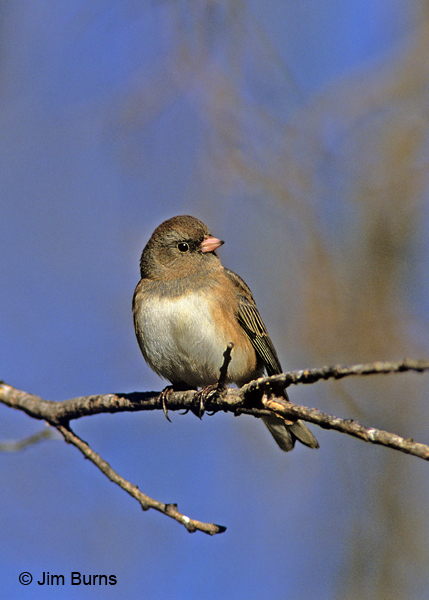 Dark-eyed Junco brown male slate-colored form