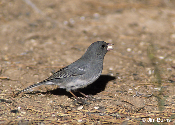 Dark-eyed Junco wihte-winged form with seed