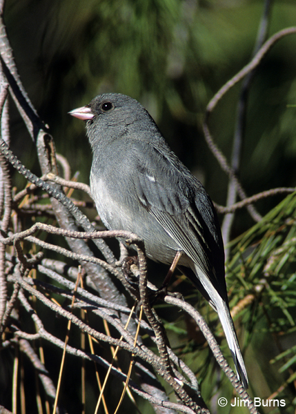 Dark-eyed Junco white-winged form in tree