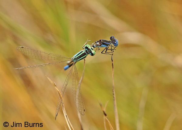 Desert Forktail male with captured Paiute Forktail male, Chaves Co., NM, September 2014