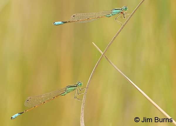 Desert Forktail males, the parabola, Chaves Co., NM, September 2014