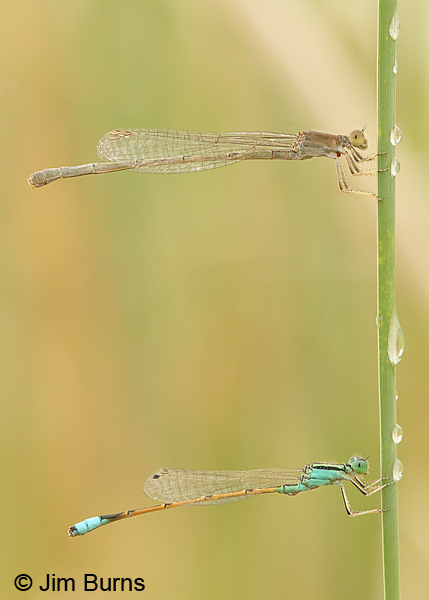 Desert Forktails, the stack with dew and a water mite, Chaves Co., NM, September 2014