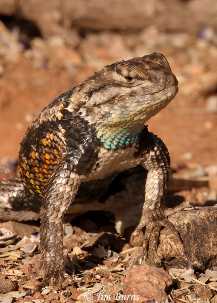 Desert Spiny Lizard--4405