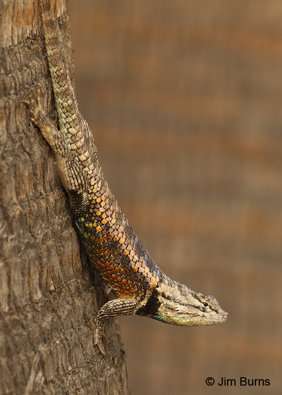 Desert Spiny Lizard on tree