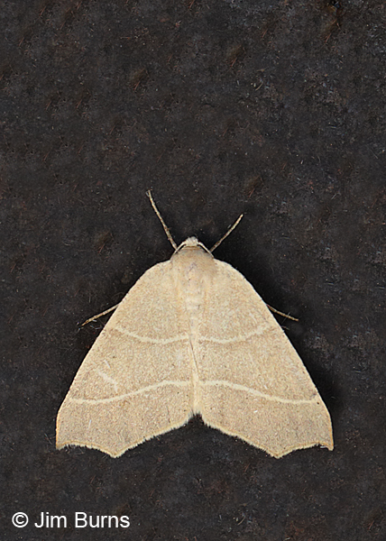 Destutia excelsa, Arizona