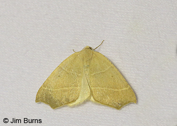 Destutia excelsa #2, Arizona