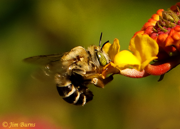 Digger Bee in Lantana #3--7616