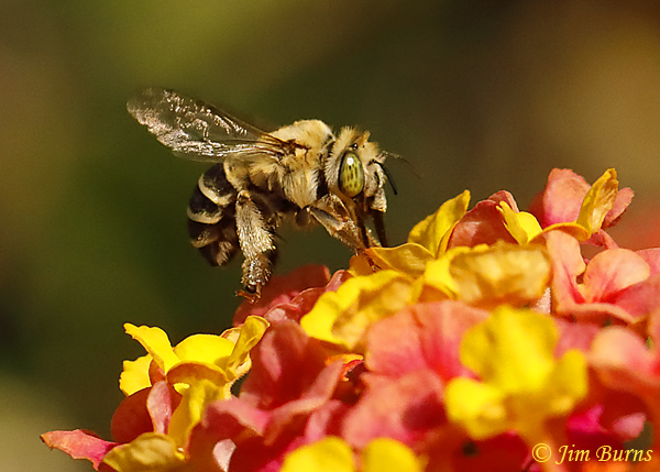 Digger Bee in Lantana #4--7683