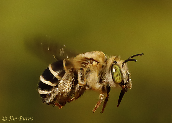 Digger Bee in flight--7721
