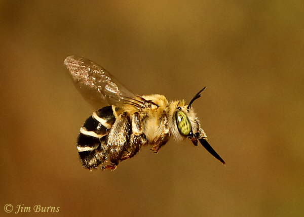 Digger Bee in flight #2--7732