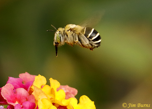 Digger Bee in Lantana #2--7840