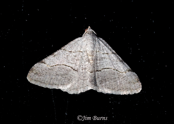 Digrammia pallorata, Arizona--0292