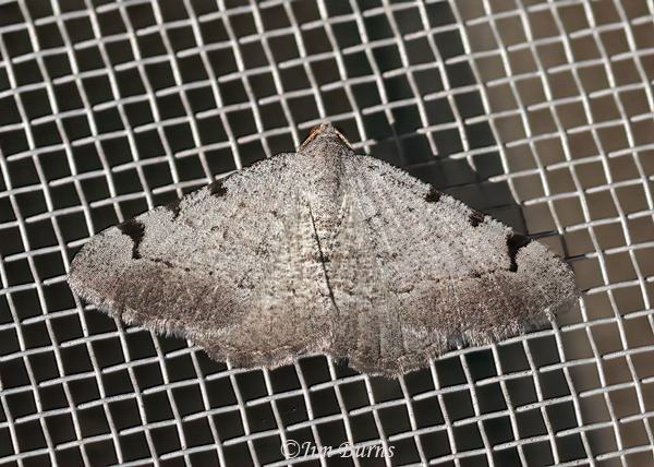 Digrammia triviata, Arizona--0650