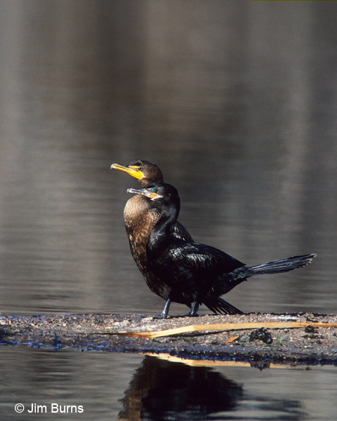 Double-crested & Neotropic Cormorants side-by-side comparison