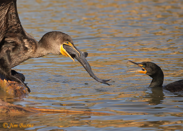 Double-crested Cormorant negotiations--2686