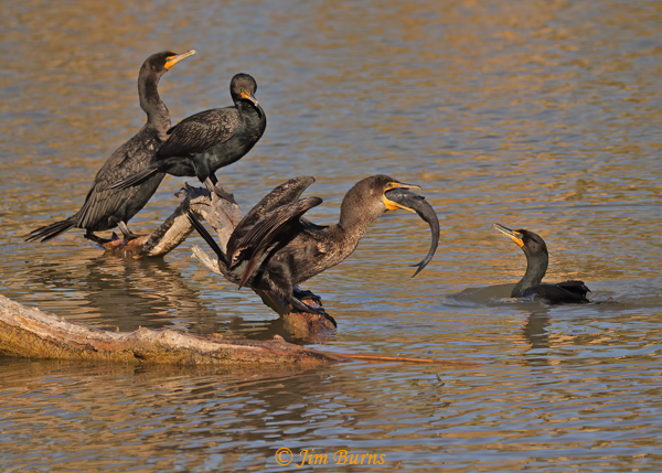 Double-crested Cormorants and Catfish--2694